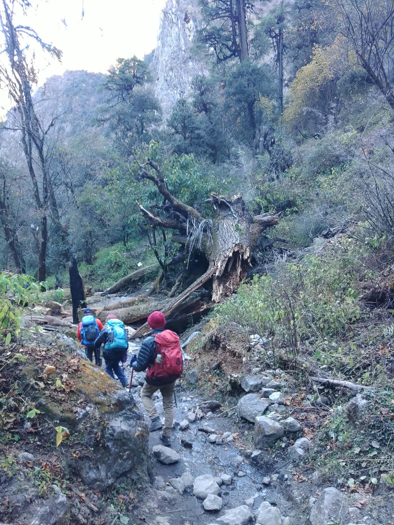Trekkers following a rocky footpath through dense forest.